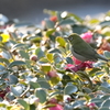 近所の公園 8