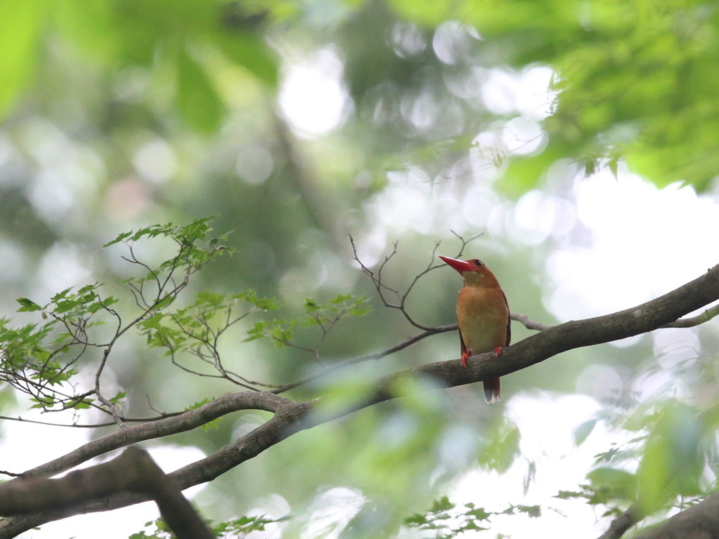 キョロちゃん　また来年だね　3