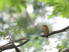 キョロちゃん　また来年だね　3