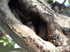 アオバズク　12