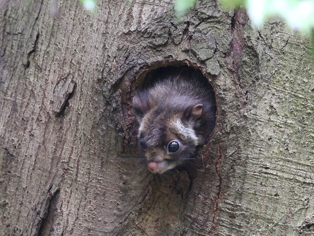 すこぶるごきげん