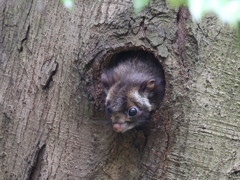 すこぶるごきげん