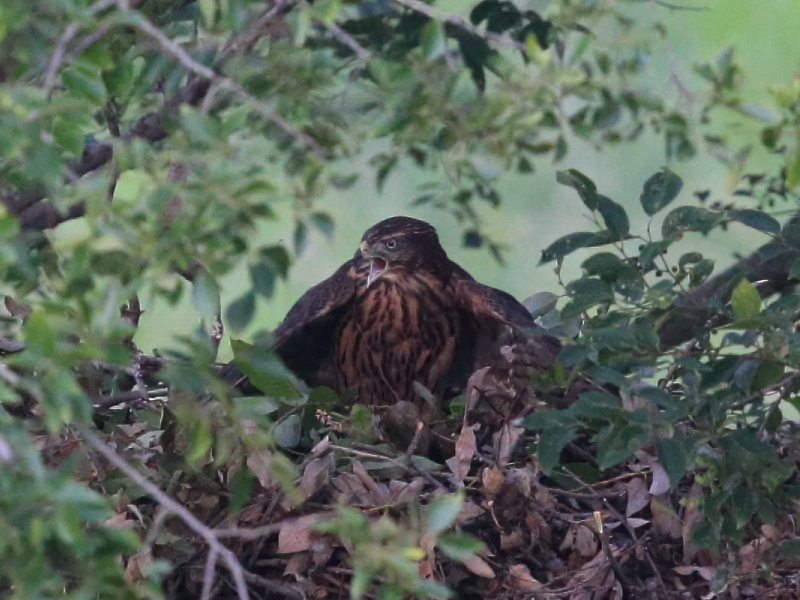 ヒナがずいぶん大きくなりました　3
