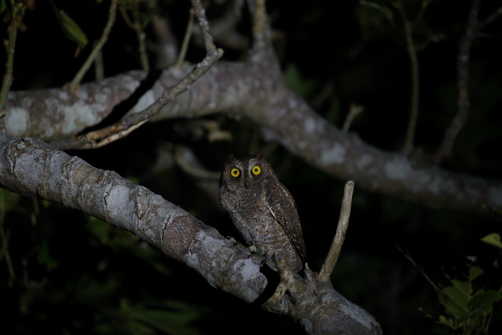 リュウキュウの夜　3