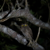 リュウキュウの夜　3