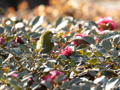 近所の公園 7