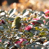 近所の公園 7