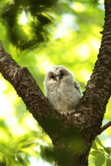 フクロウの二郎君　5