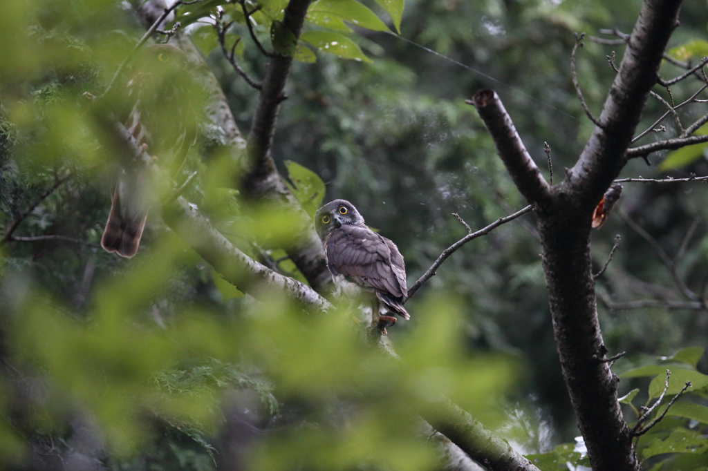 アオバズク　21