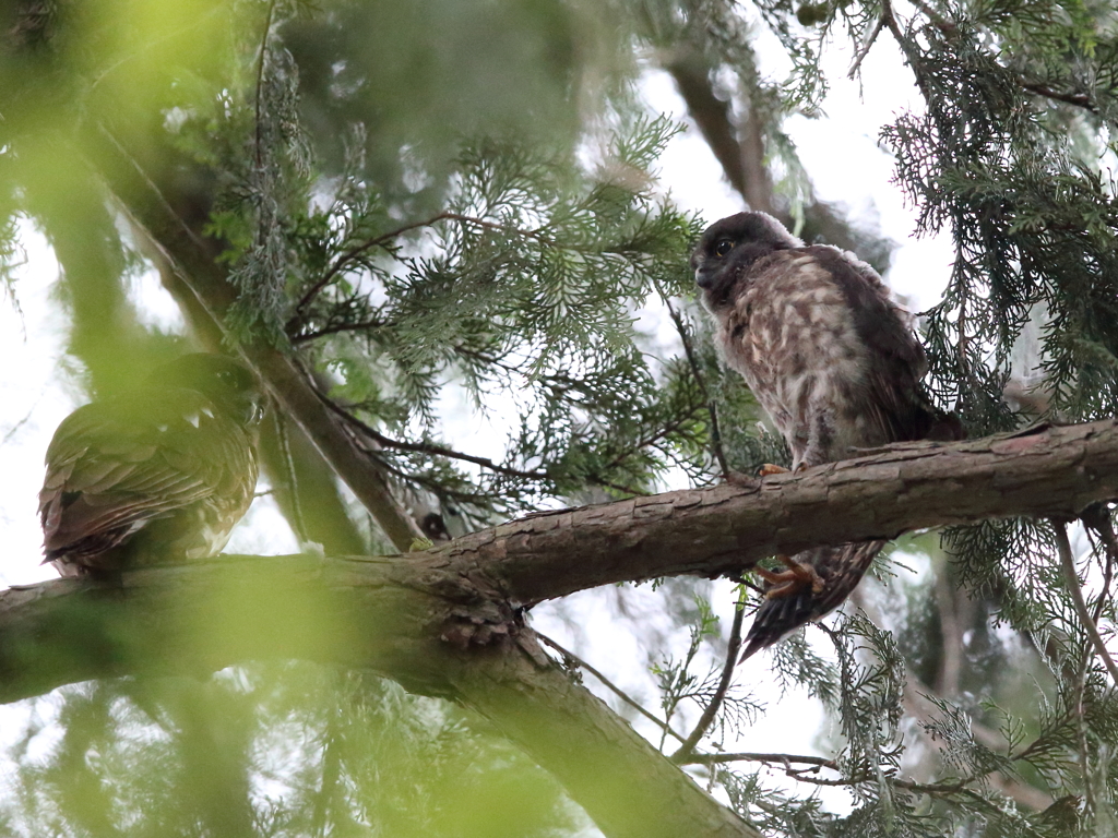 アオバズク　19