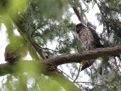 アオバズク　19