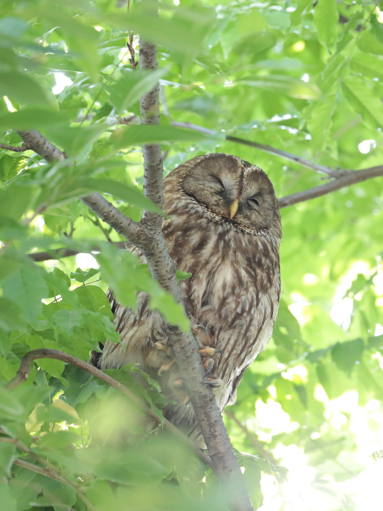 西のフクロウ君　1