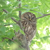西のフクロウ君　1