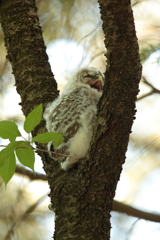 フクロウの二郎君　2