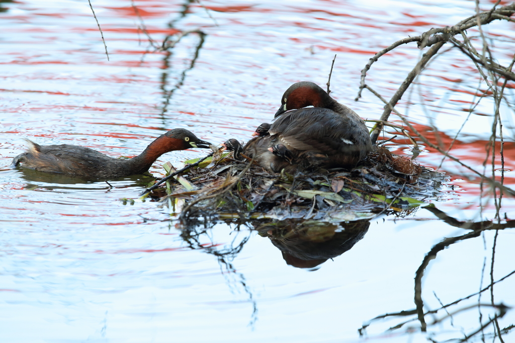 今日は4羽目　- 4