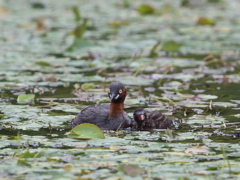 おかあさんといつしょ　3