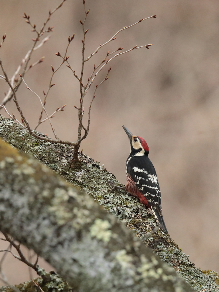 オオアカゲラ君の春　6
