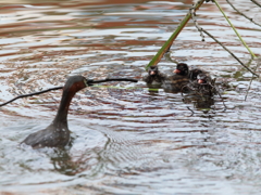 その枝だけは　勘弁して下さい。