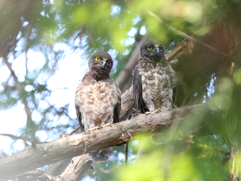 アオバズク　24