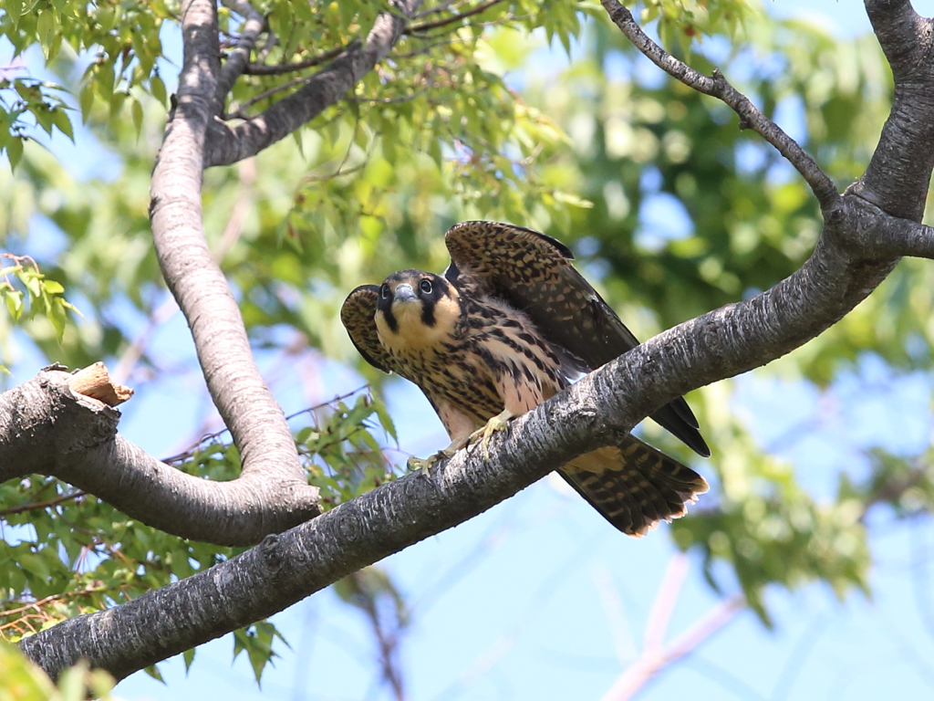 チゴハヤブラザーズ 7