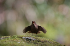 ミソサザイの森