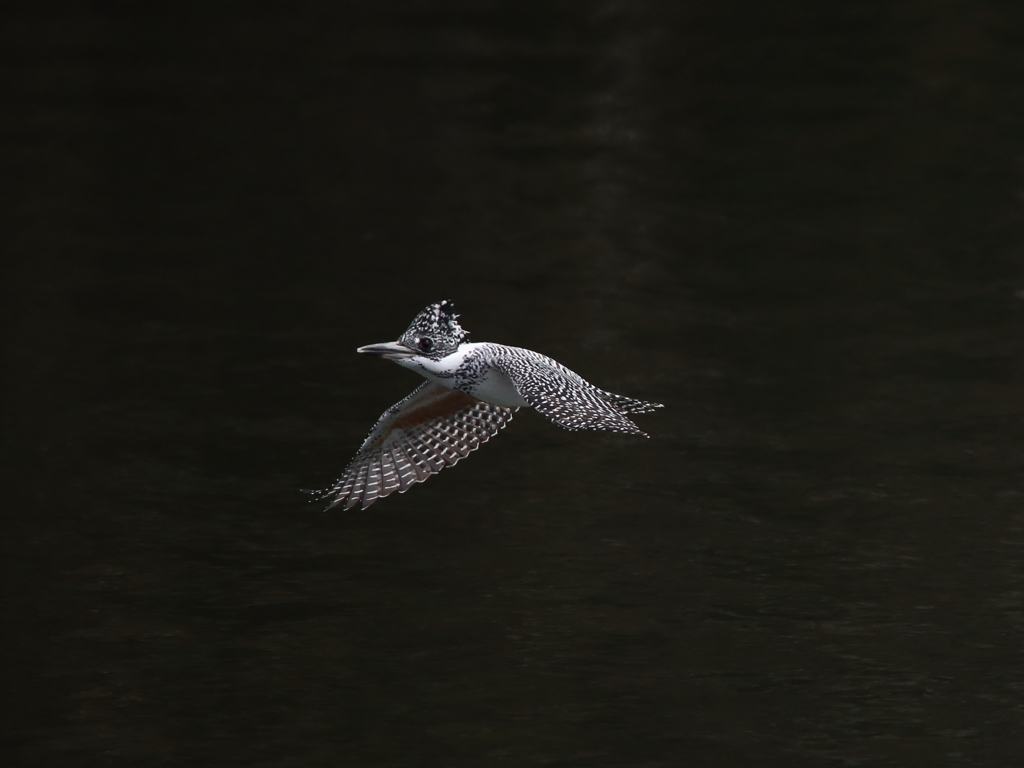 飛びまぁ～す　飛びまぁ～す　13