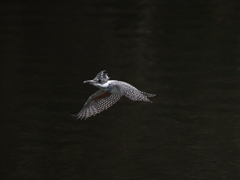 飛びまぁ～す　飛びまぁ～す　13