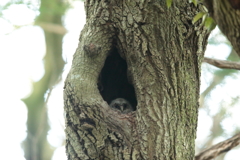 フクロウの三郎君 1