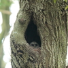フクロウの三郎君 1