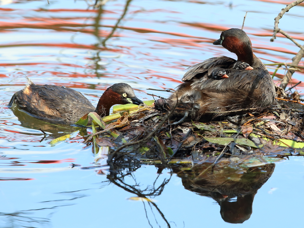 今日は4羽目　- 2