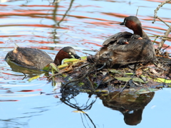今日は4羽目　- 2