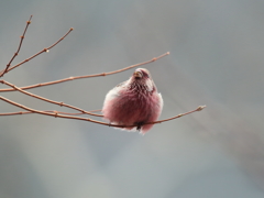 新芽うまし!　2