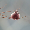 新芽うまし!　2
