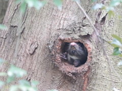 ムササビの棲む森　5