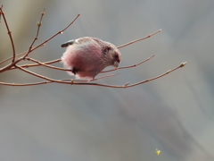 新芽うまし! 5