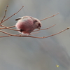 新芽うまし! 5