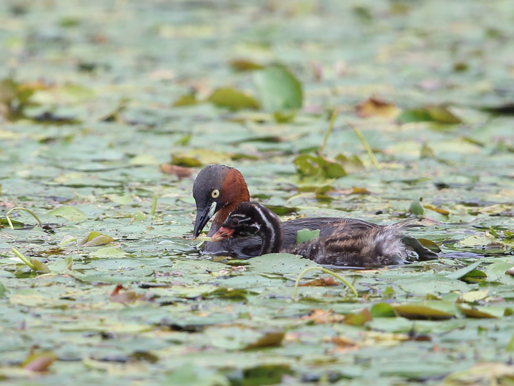 おかあさんといつしょ　2