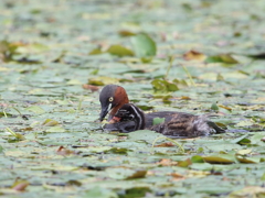 おかあさんといつしょ　2