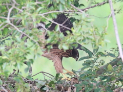 ヒナがずいぶん大きくなりました　2