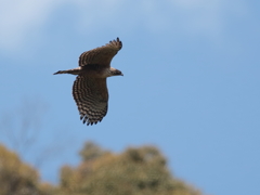 クマタカの棲む森　3