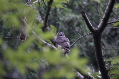 アオバズク　22