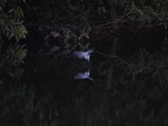 水鏡