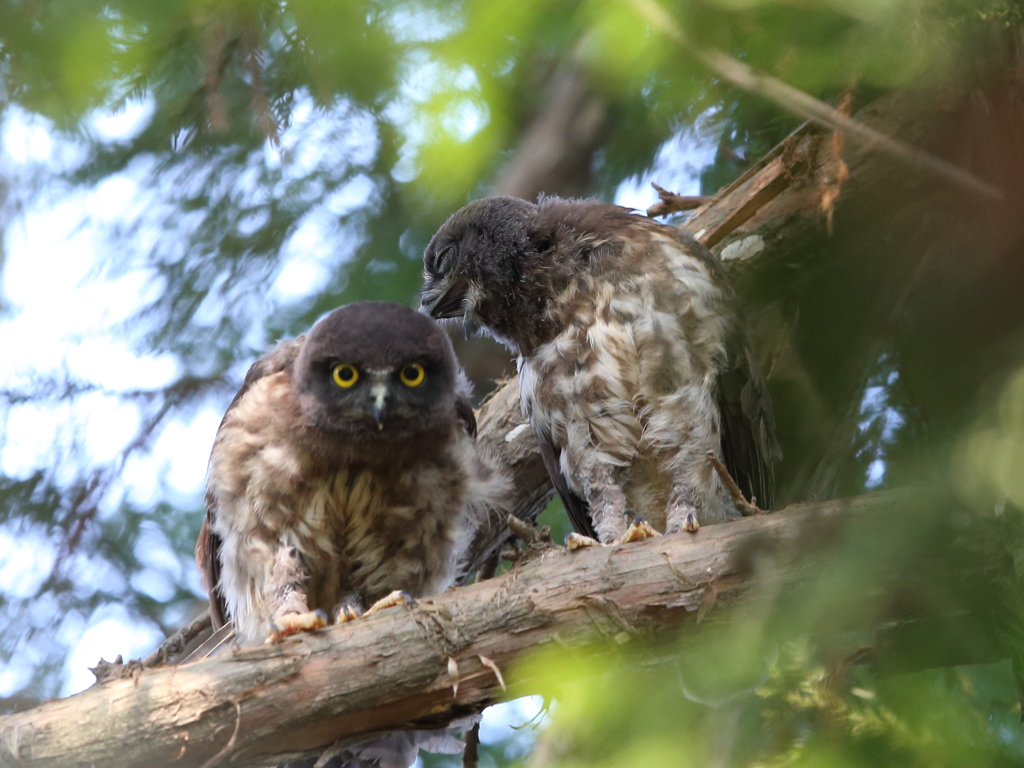 アオバズク　23