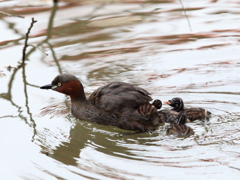 ママの背中は早い者勝ち