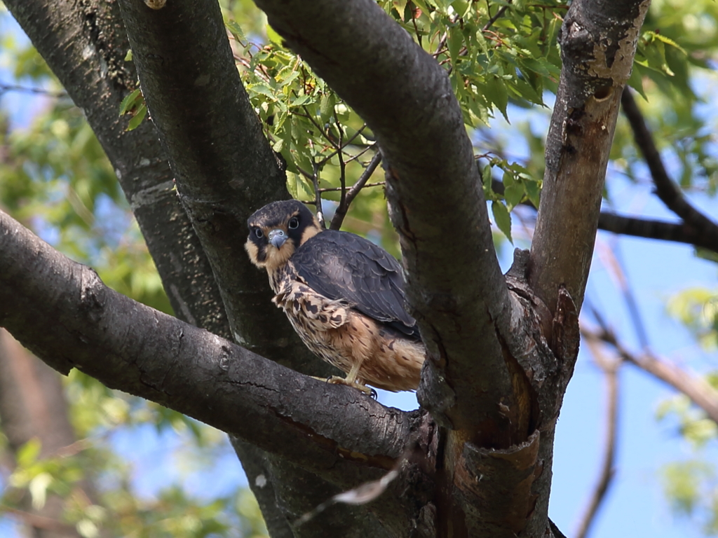 チゴハヤブラザーズ　4