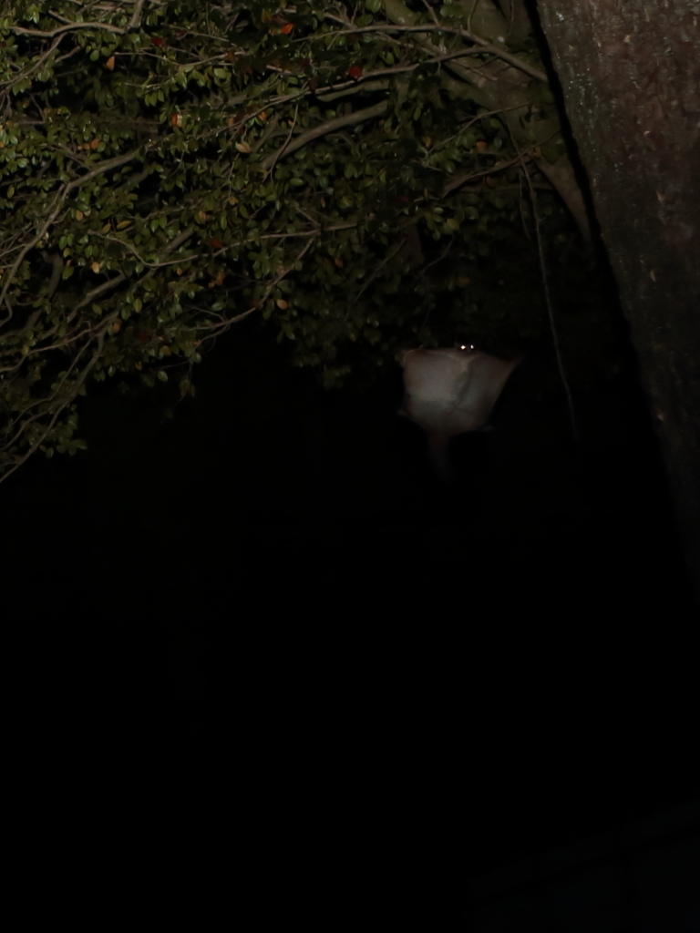 ムササビの棲む神社