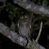 リュウキュウの夜　2