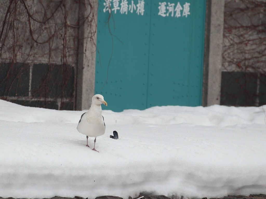 小樽のカモメ