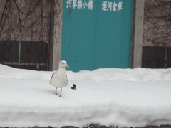 小樽のカモメ