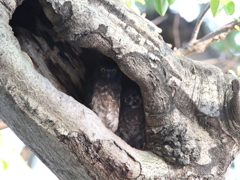 アオバズク　13